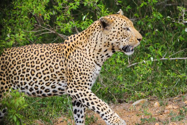 African leopard walking through dense green foliage, showcasing its spotted fur and powerful build. Useful for nature documentaries, wildlife promotion, and educational materials on big cats. Perfect for themes highlighting African landscapes, predator-prey dynamics, and conservation efforts.