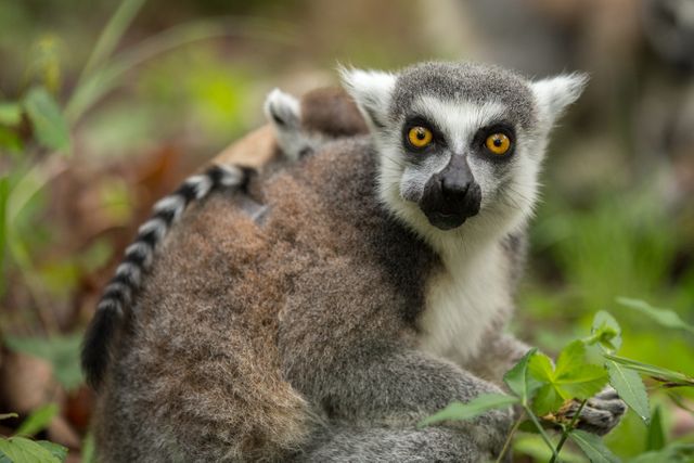 Close-up of Ring-Tailed Lemur with Baby in Natural Habitat - Download Free Stock Photos Pikwizard.com