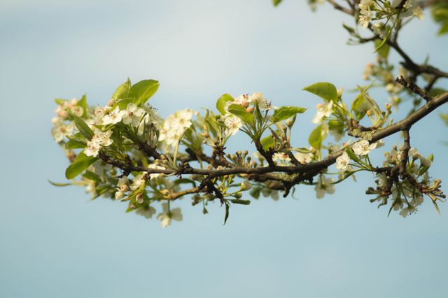 Pear blossoms on a tree branch blooming against a blue sky. Perfect for springtime, nature, and freshness themes. Ideal for decorations, gardening, seasonal promotions, or nature photography.