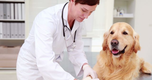 A Caucasian female veterinarian is examining a golden retriever's paw in a clinic, with copy space. Her focused attention on the dog's well-being illustrates the compassionate care provided by animal healthcare professionals.