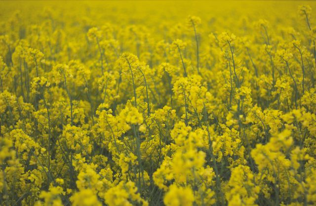 Field flowers yellow  - Download Free Stock Photos Pikwizard.com