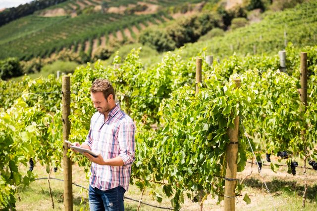 Man standing in vineyard using phone and tablet on a sunny day. Ideal for illustrating modern farming techniques, digital agriculture, rural business, and technology in agriculture. Suitable for articles, blogs, and advertisements related to farming, viticulture, and rural lifestyle.