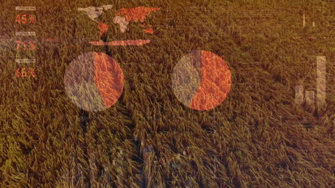 Digital Overlay of Data on Rice Field During Sunset
