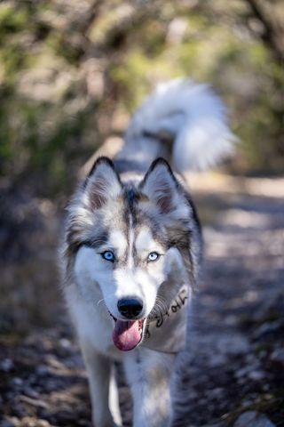 Siberian Husky Exploring Forest Trail with Joyful Expression