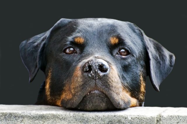 Close-up of Rottweiler with Focused Eyes - Download Free Stock Photos Pikwizard.com