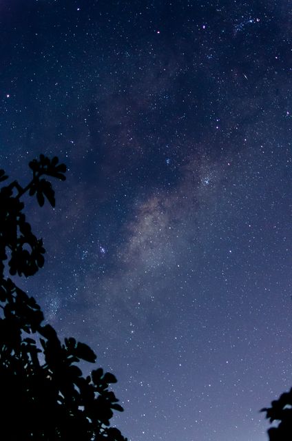 Trees against star field at night - Download Free Stock Photos Pikwizard.com