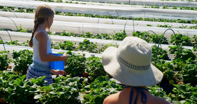 Caucasian girl and teenage girl picking strawberries outdoor. They enjoy a sunny day at a u-pick farm, engaging in a fun agricultural activity.