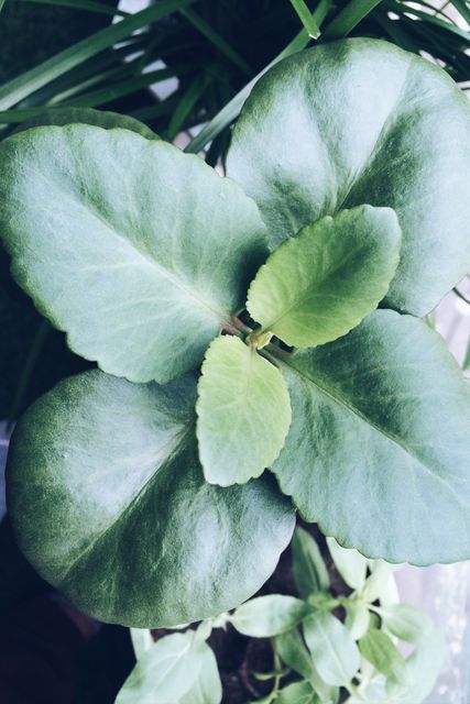 Close-up view capturing vivid green leaves of a house plant, showcasing natural patterns and textures. Ideal for use in gardening blogs, botanical studies, home decor inspiration, and eco-friendly product promotions.