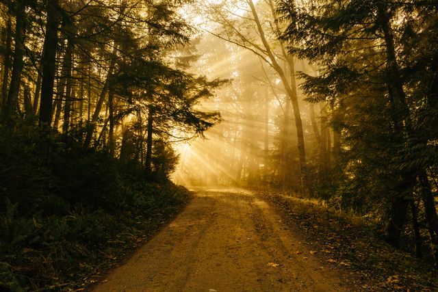 Golden sunlight filters through dense trees, illuminating a tranquil forest path. Perfect for concepts of peace, nature, and outdoor adventure. Ideal for travel websites, nature blogs, and inspirational projects.