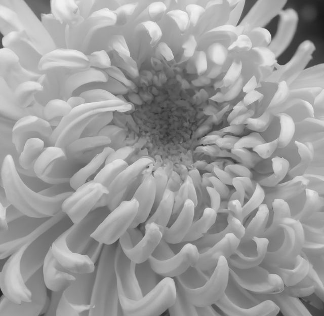 Monochrome macro image capturing soft curves and textures of chrysanthemum flower petals in full bloom. Useful for botanical studies, floral designs, background artwork, nature-related projects, or minimalist design themes. Conveys intricate beauty and elegance of nature through detailed close-up.