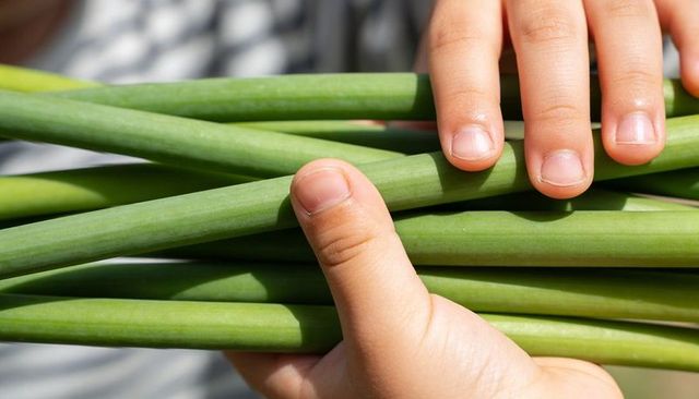 Hands holding bundle of green garlic scapes in sunlight, close-up kitchen harvest and prep