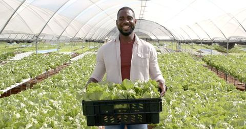 Man Holding Fresh Lettuce Harvest in Hydroponic Greenhouse