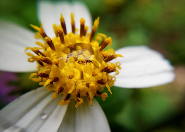 This macro shot captures a hoverfly pollinating a daisy flower, showing the intricate details of the insect and the vibrant yellow and white hues of the flower. Ideal for nature enthusiasts, educational materials, scientific publications, and environmental campaigns, this image highlights the importance of pollinators in natural ecosystems.