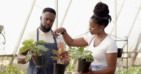 Colleagues examining potted plants in greenhouse environment