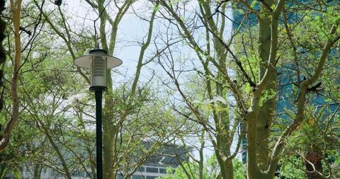 Lamp post standing among spring tree canopy with glass tower background in downtown core