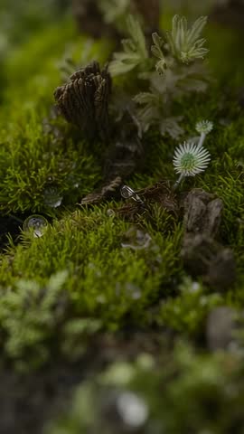 Vertical macro video showing dew-kissed bud pushing through moss and revealing white rosette