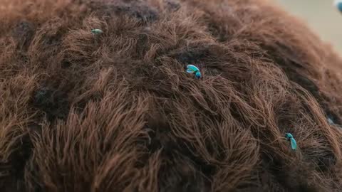 Macro video showing turquoise beetles crawling across dense brown fur closeup