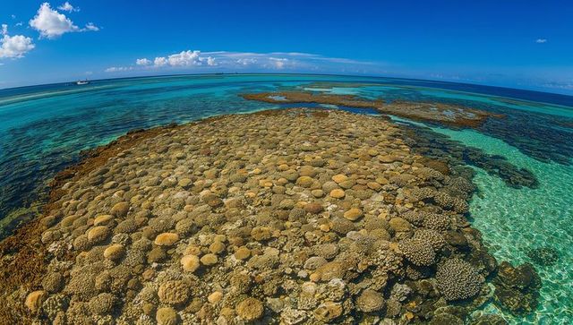 Sunlit rounded coral heads forming reef in shallow tropical lagoon with turquoise water