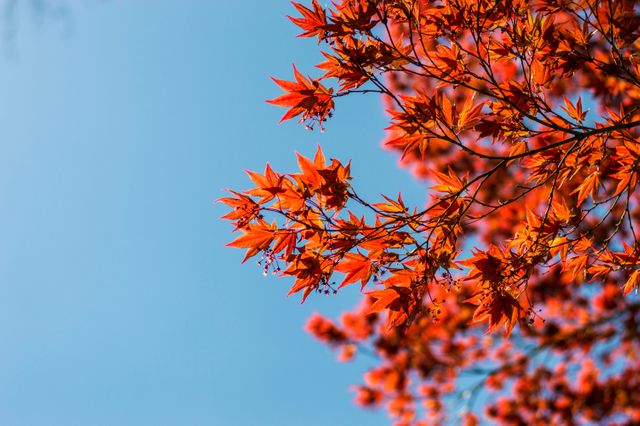Vibrant Red Maple Leaves against Clear Blue Sky - Download Free Stock Photos Pikwizard.com