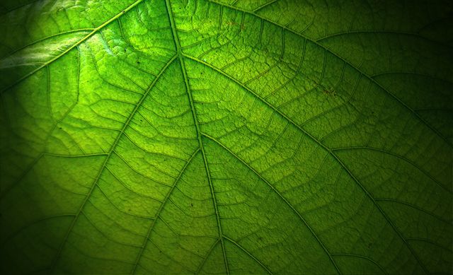 Close-up showing detailed veins of a green leaf backlit by sunlight, highlighting natural patterns and texture. Ideal for use in environmental content, educational materials on botany, backgrounds for nature-themed designs, and promoting organic and eco-friendly products.