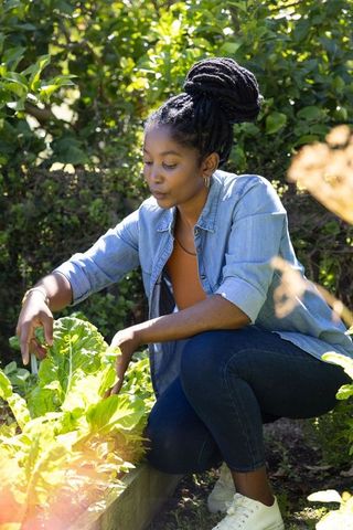 African woman crouching in backyard garden inspecting chard in raised bed urban gardener