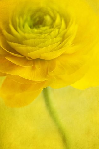 Close-Up View of a Vibrant Yellow Flower with Soft Petals