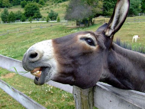 Yawning donkey leaning over wooden fence in green pasture