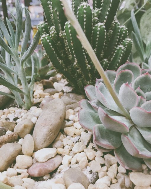 High-resolution close-up of a mixed succulent and cactus garden with pebbles. Ideal for gardening blogs, botanical themes, home decor designs, and landscape architecture visuals. The detailed view showcases the diverse textures and colors, providing a natural and serene vibe suitable for various creative projects.