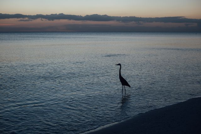 Showing a solitary Great Blue Heron peacefully standing in shallow ocean waters during sunset, emphasizing the silhouette against the colorful sky. This can be used for nature, wildlife, and coastal themes. Ideal for environmental or conservation campaigns. Suitable for website banners, relaxation content, and travel advertisements promoting serene destinations.