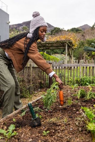 African american woman harvesting carrot from raised bed in backyard garden wearing beanie