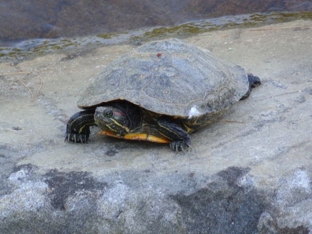 Turtle resting on a rock near the edge of a water body. Shell detail is visible. Useful for nature documentaries, wildlife blogs, environmental articles, or educational material on reptiles and their habitats.