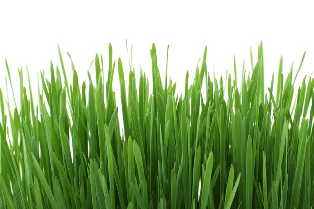 Close-Up of Fresh Green Grass Against White Background - Download Free Stock Photos Pikwizard.com