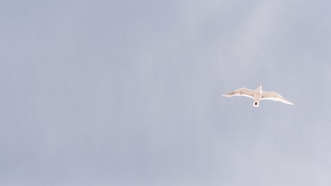 Minimalist seagull soaring across soft gray sky with wide negative space