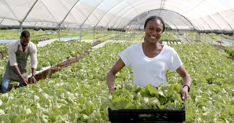 Smiling African American Woman Harvesting Lettuce in Hydroponic Greenhouse
