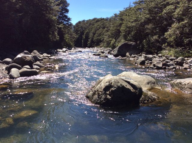 This scenic image portrays a tranquil river with clear water flowing through a rocky forest landscape. Sunlight reflects off the water surface creating a glimmering effect. Tall trees on either side of the river add to the natural, serene ambiance. Ideal for websites and articles focusing on nature, travel, outdoor adventures, and wilderness retreats. Perfect for use in environmental awareness campaigns and as a calming visual in stress relief materials.