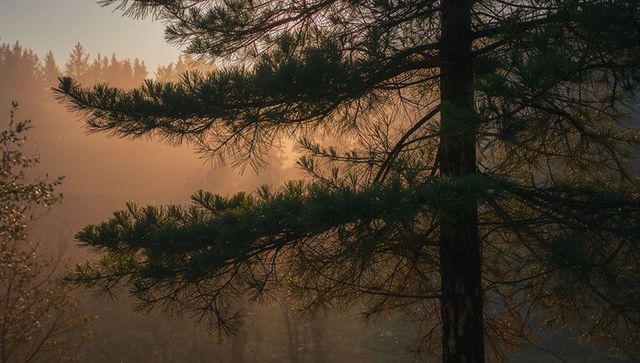 Pine Tree Catching Golden Sun Rays in Misty Woodland at Dawn