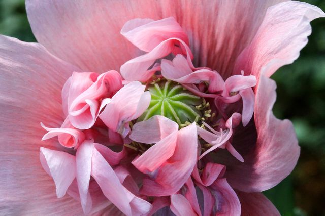 Vibrant image shows a closeup of a blooming pink flower with intricate and detailed petals. Soft, pastel colors showcase the delicate beauty and complexity of nature, making it ideal for use in botanical studies, floral design inspiration, and nature-themed marketing materials.