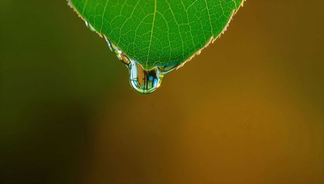 Macro water droplet hanging from green leaf tip revealing inverted reflection and veins