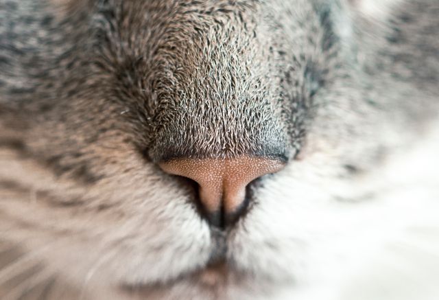 Extreme Close-up of a Cat's Nose and Whiskers - Download Free Stock Photos Pikwizard.com