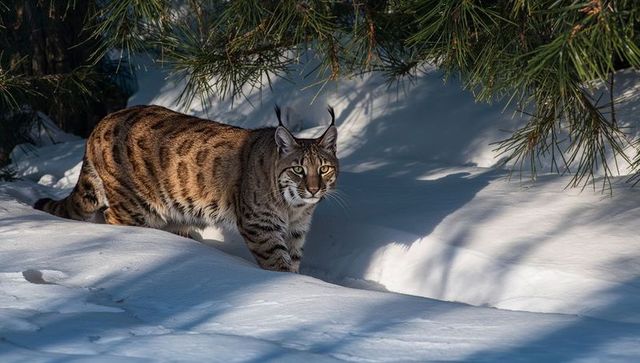 Bobcat padding through snow under pine branches leaving paw prints in winter woodland