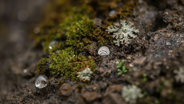 Glistening water droplets and moss on forest floor