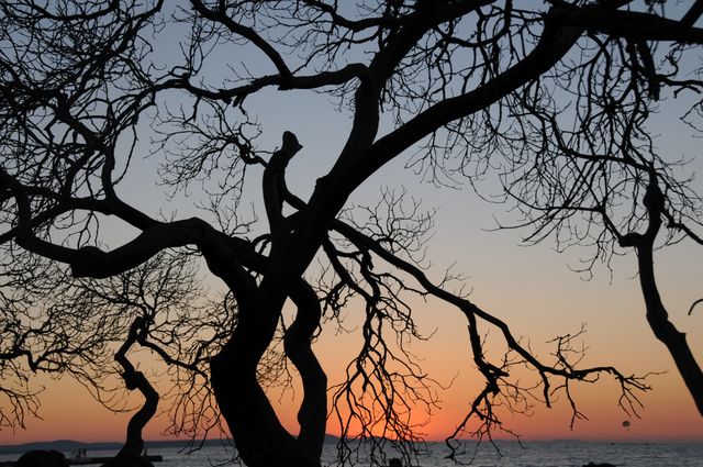 Silhouetted twisted tree branches create a dramatic contrast against a vibrant orange and purple sunset sky by the sea. Perfect for nature-themed designs, inspirational landscapes, and calming environment visuals.
