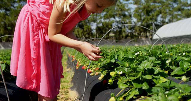 Young girl bending over while picking fresh strawberries on a farm. She is wearing a bright pink dress and surrounded by green foliage in the garden. Ideal for content related to farming, agriculture, fruit harvesting, outdoor activities, childhood, and organic food.