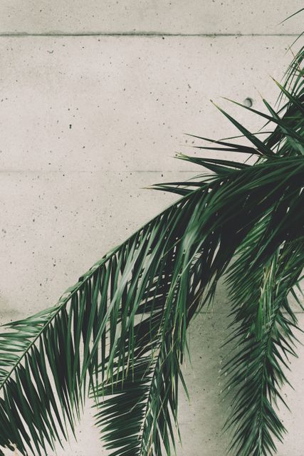 Concrete wall adorned with lush palm fronds. Ideal for design inspiration, urban themes, eco-friendly concepts, backgrounds, and visual aesthetic projects.