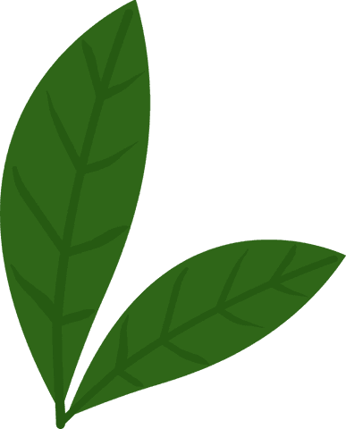 Stylized green leaf cluster flat design with transparent background