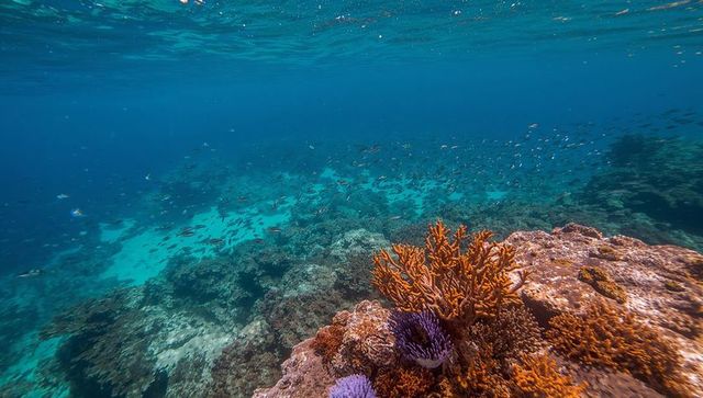 Vibrant orange branching coral and purple anemones on tropical reef with schooling fish