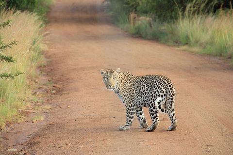 Leopard crossing dirt road at golden hour with alert gaze wild cat on safari grassland