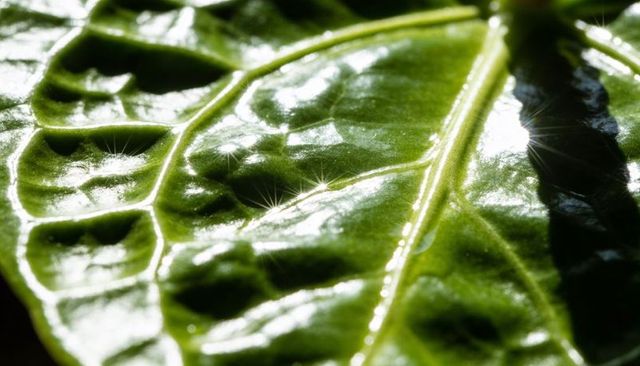 Glinting macro of broad glossy green leaf with diagonal midrib and water droplet highlights