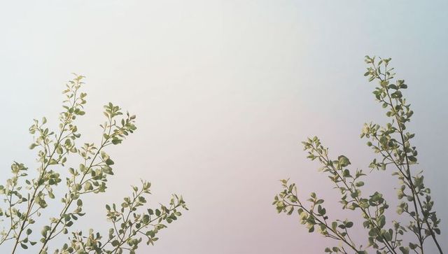 Delicate branches reaching upward against soft pastel sky for minimalist botanical layout