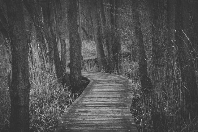 Curved wooden boardwalk in dense forest with leafless trees in monochrome. Provides eerie, mysterious, and rustic atmosphere. Ideal for themes of solitude, tranquil escapes, hikking trails, and mysterious adventures；suitable for nature blog headers, environmental projects, and artistic purposes.